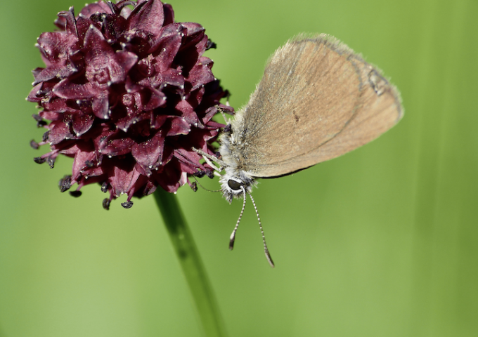 Schmetterling